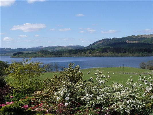 garden in bloom looking onto sheep and lambs in a field and water